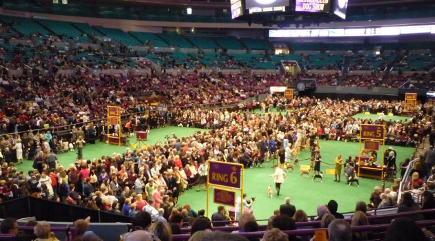 Westminster Kennel Club Dog Show